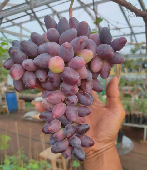Foto Green House Urban Farming Kebun Anggur Pulo Gebang