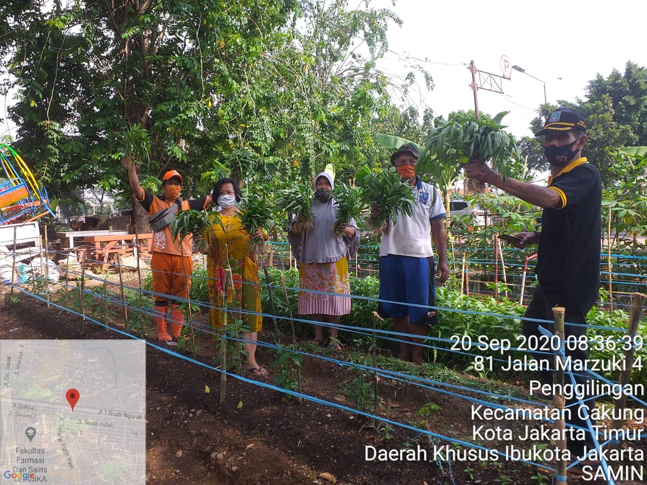 Warga RW 01 Kelurahan Malaka Jaya Panen Sayur Kangkung hingga 10 Kg