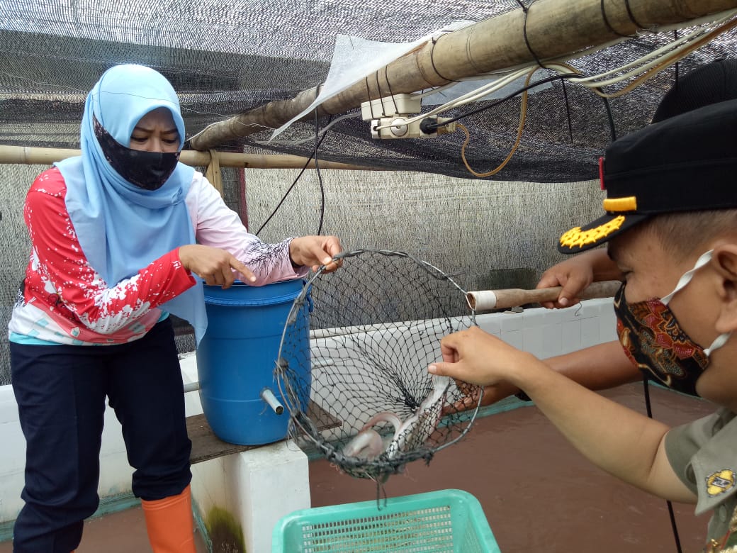 Kelurahan Kayu Putih Meriahkan Hari Pahlawan dengan Panen Sayuran dan Ikan