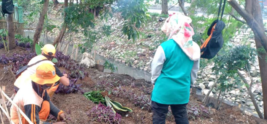 Bantaran Saluran Phb IKIP Kelurahan Kayu Putih Dihijaukan