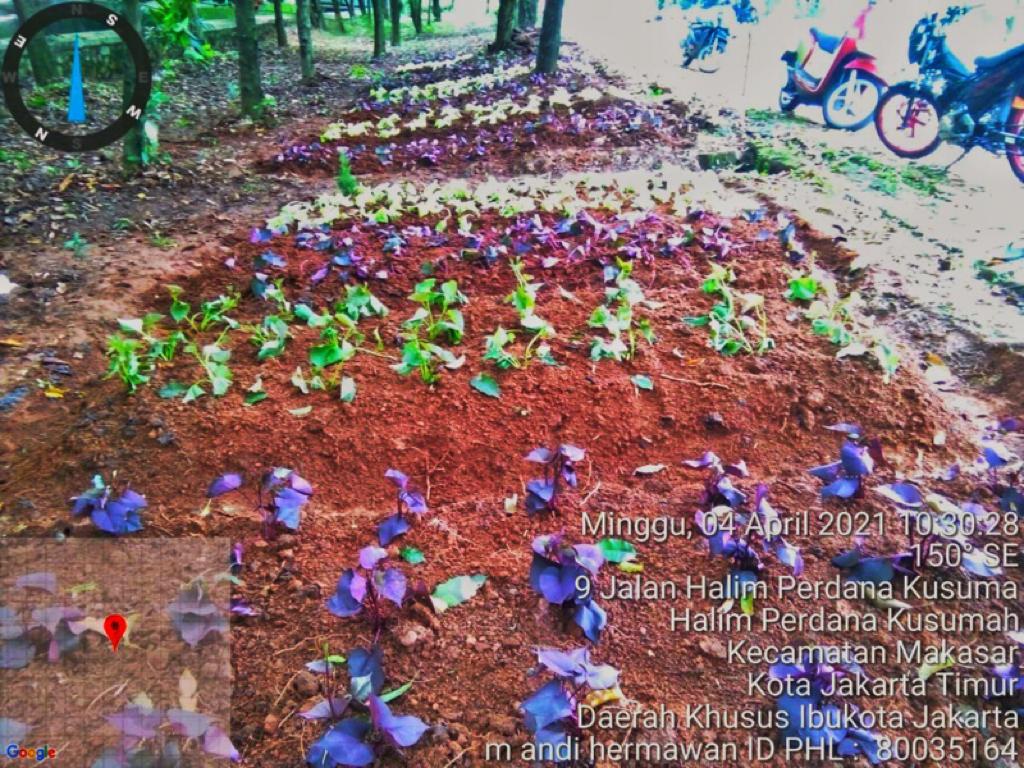 Jajaran Kelurahan Halim Perdanakusuma Manfaatkan Lahan untuk Urban Farming