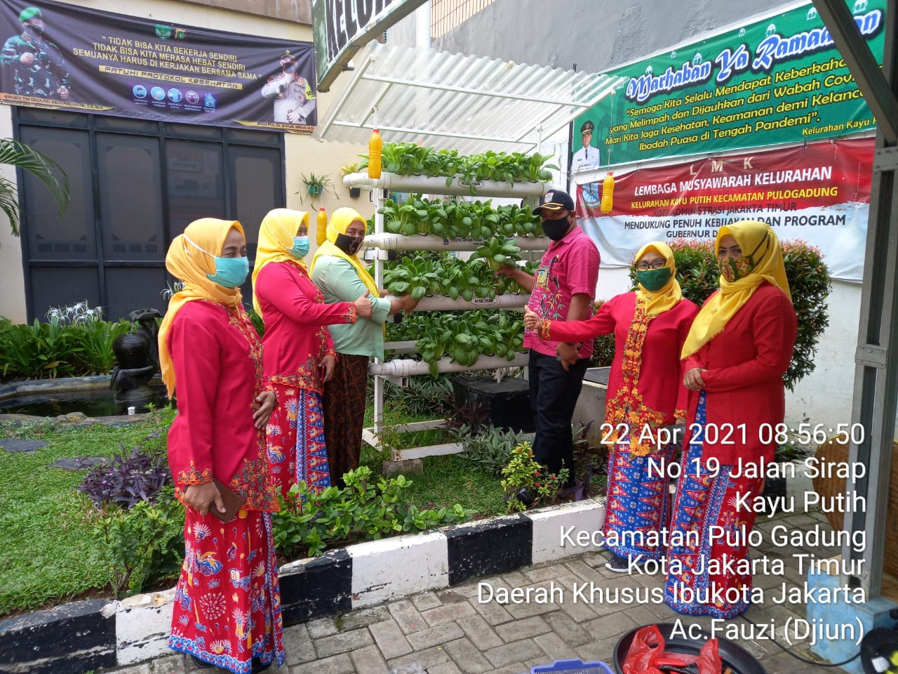 Peringati Hari Kartini, PKK Kelurahan Kayu Putih Panen 15 Kg Pakcoy