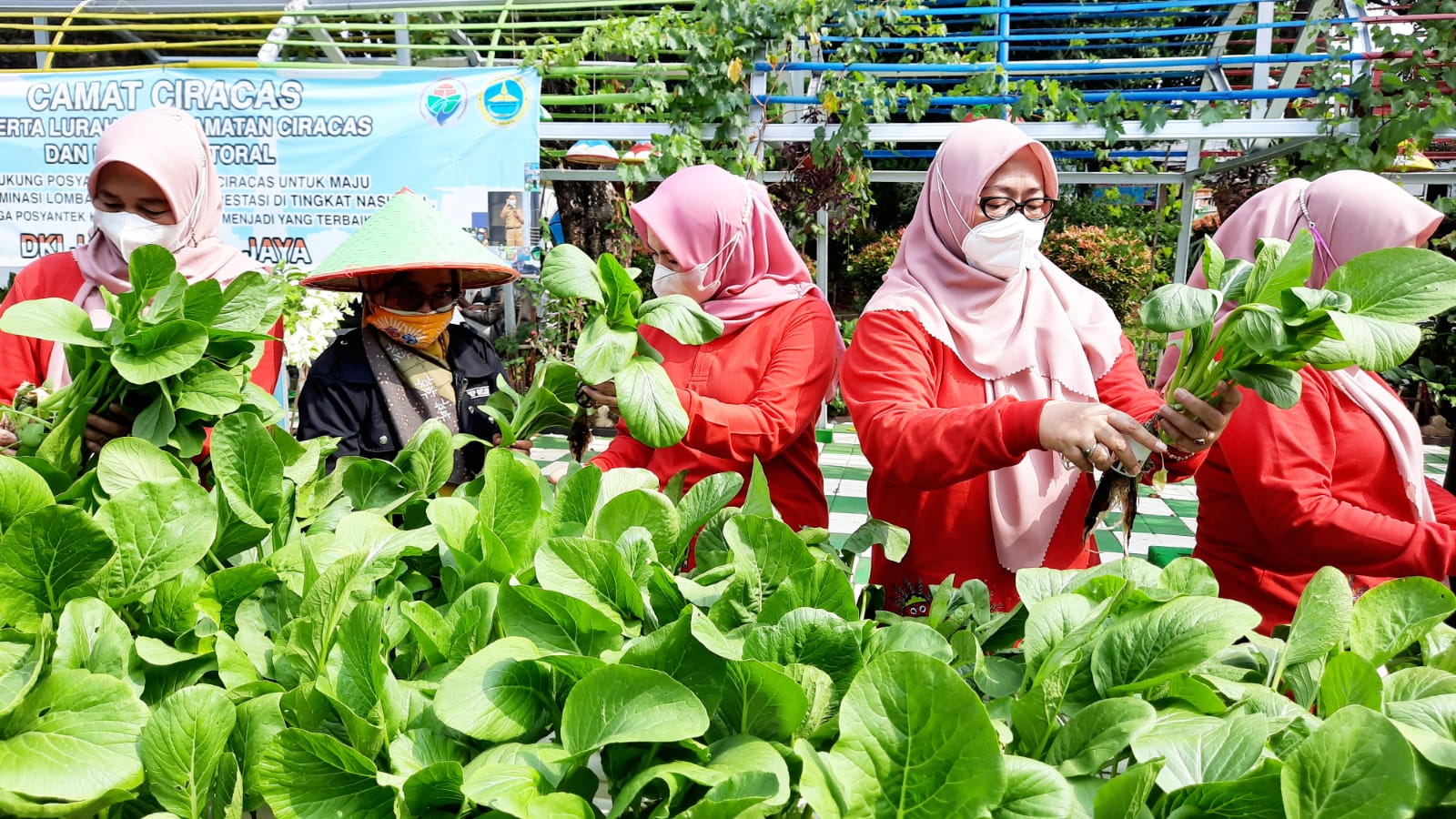 Manfaatkan Lahan Terbatas, PKK Kelurahan Ciracas Berhasil Panen Sawi 11 Kg