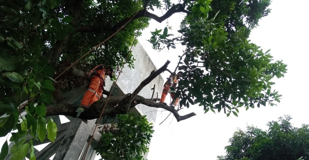 Ganggu Kabel Listrik, PPSU Kelurahan Baru Pangkas Pohon di Jalan Maubesse