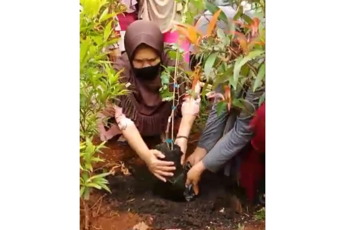 Tujuh Jenis Anggur Ditanam di Taman Lingkungan Warga Kelurahan Cilangkap