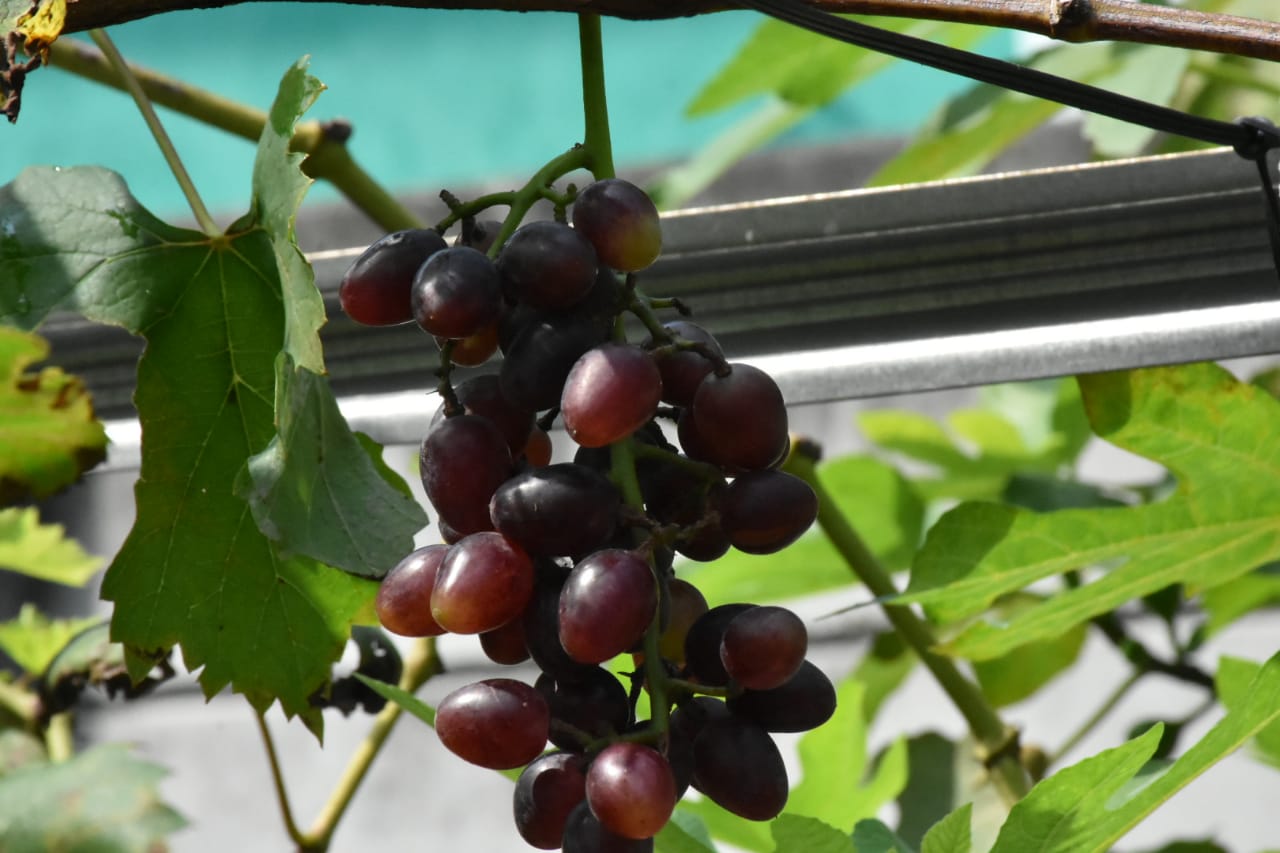 Kelurahan Pondok Kopi Bersiap - siap Jelang Panen Anggur Serentak
