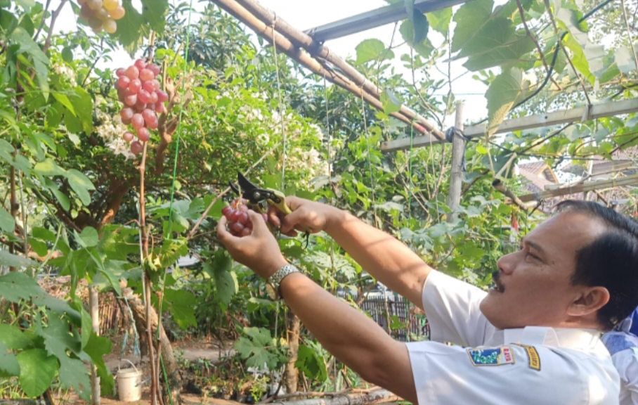 Kelurahan Cakung Barat Panen Anggur Merah ‘Ninel’