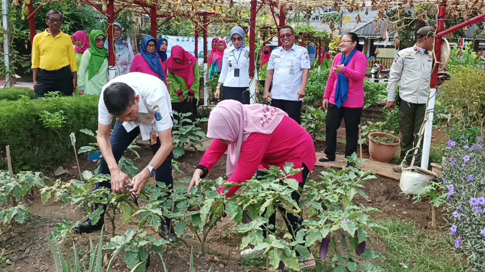 Kelurahan Cipinang Meriahkan Panen Raya Cabai Rawita di Taman Kuda Laut