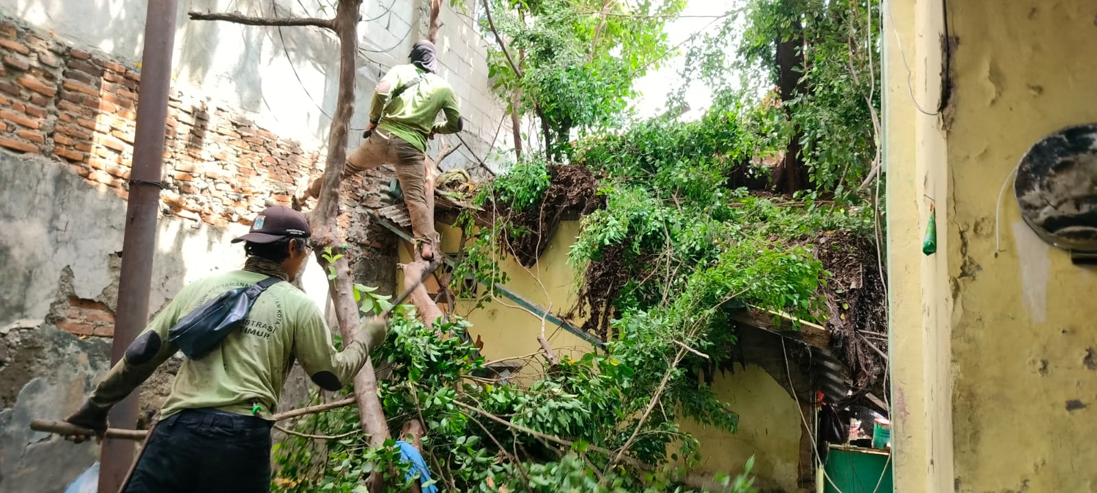 Respon Cepat Petugas Tangani Pohon Tumbang di SDN 01 Kelurahan Rawa Bunga