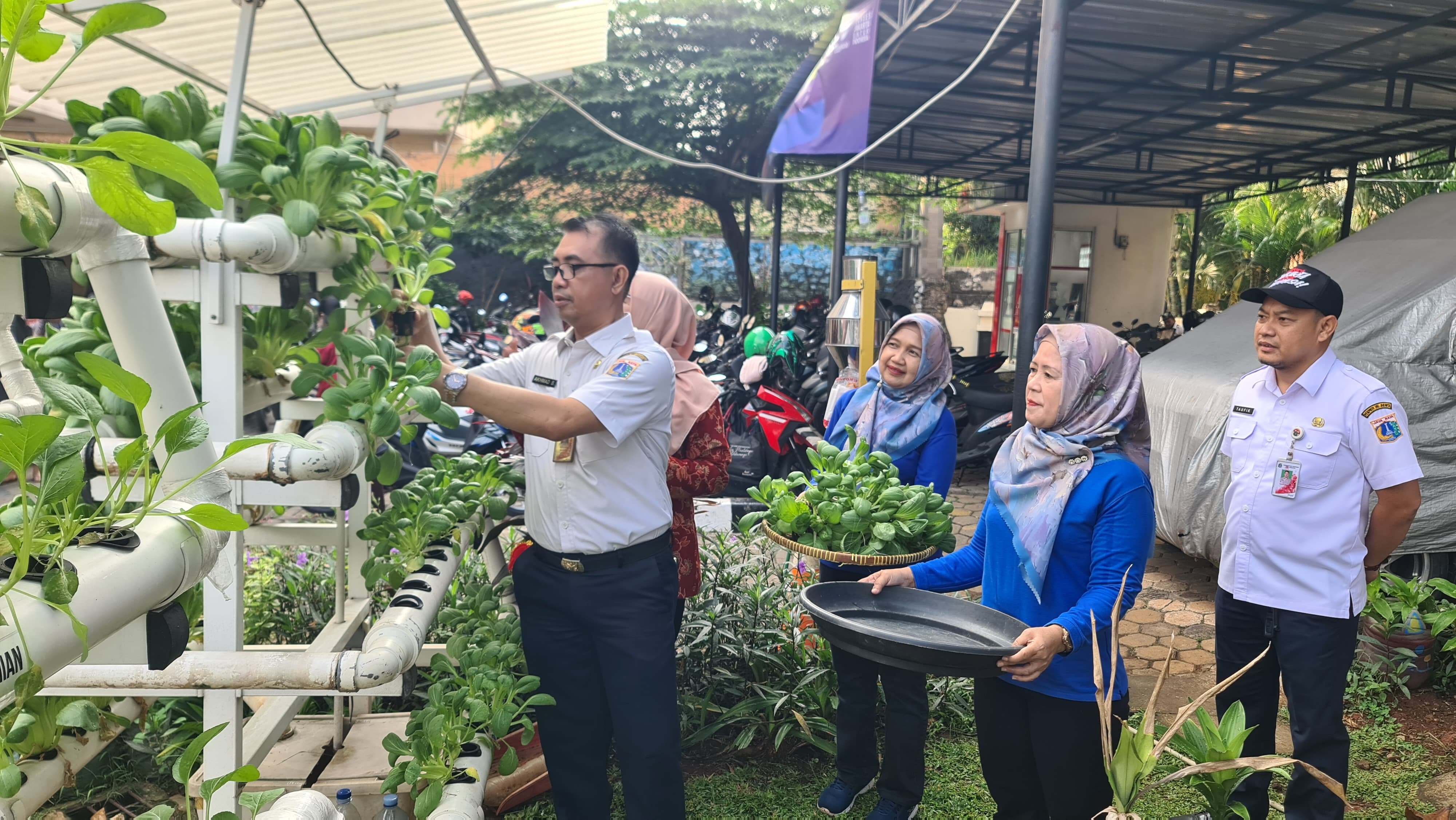 Kelurahan Kelapa Dua Wetan Panen 8 Kg Pakcoy