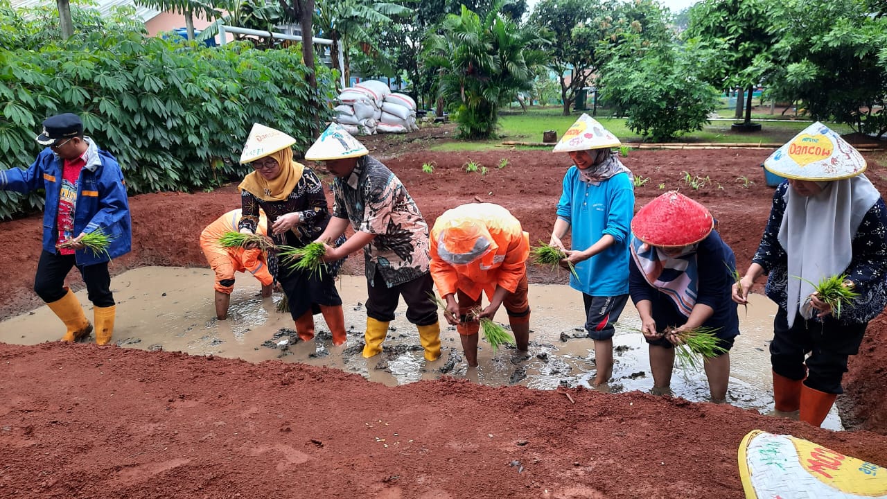 Kelurahan Cilangkap Tanam Padi di RPTRA Garuda