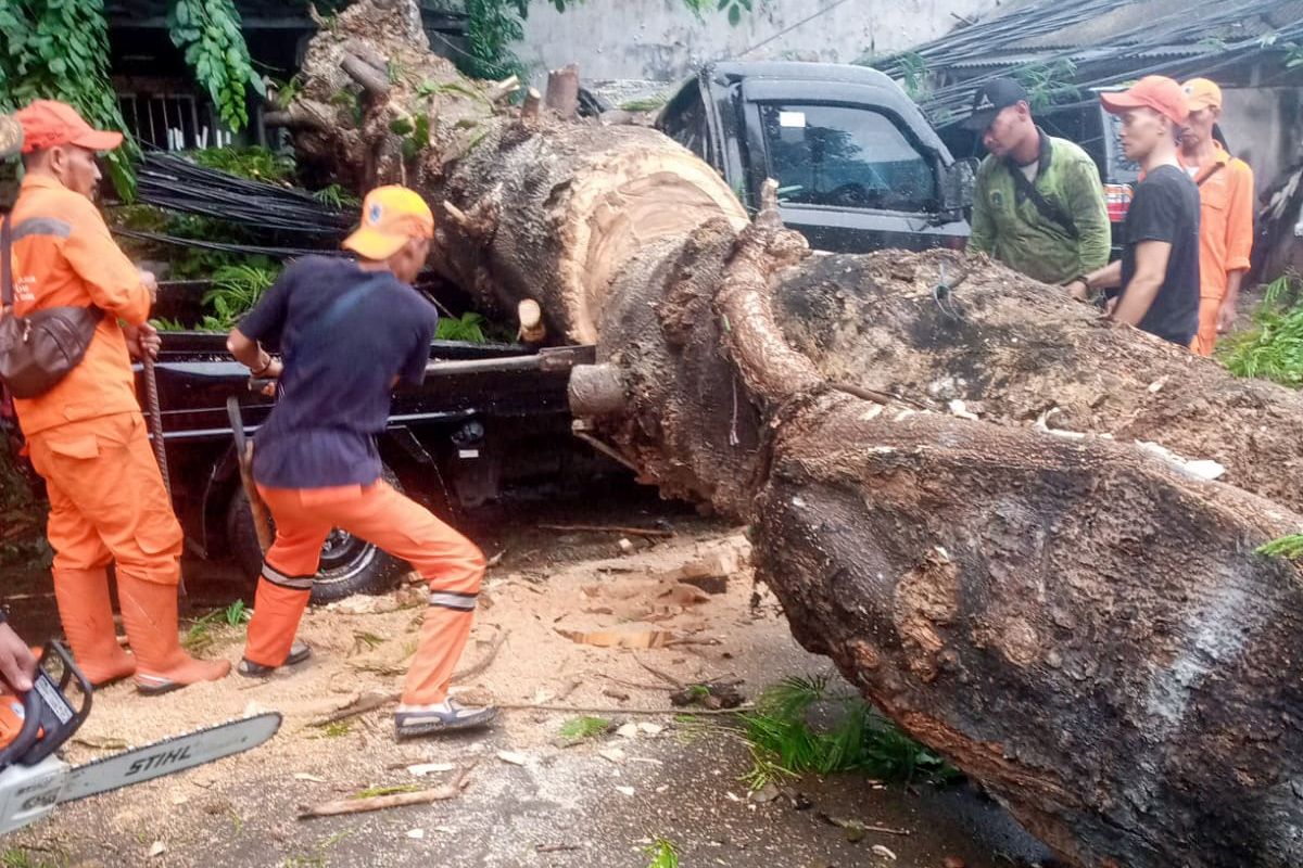 Pasukan Pertamanan Kecamatan Jatinegara Bersihkan Pohon Tumbang di Rawa Bunga