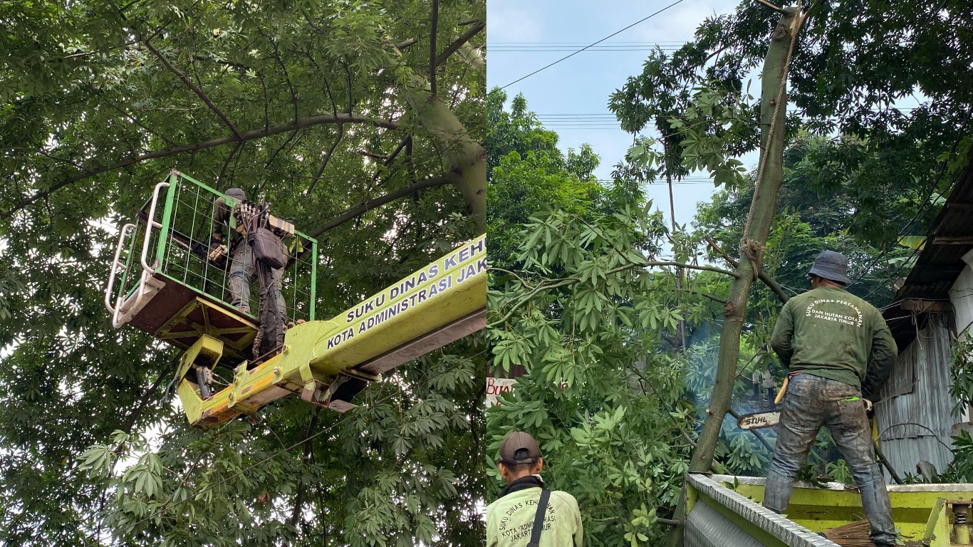 Rabu Menopping, Satpel Tamhut Kecamatan Makasar Lakukan Pemangkasan Pohon