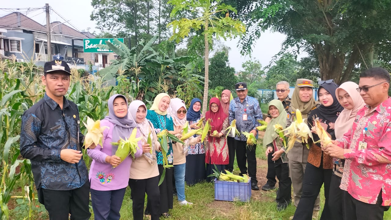 Kecamatan Cipayung Gelar Panen Jagung dan Semai 70 Bibit Pepaya Lovena