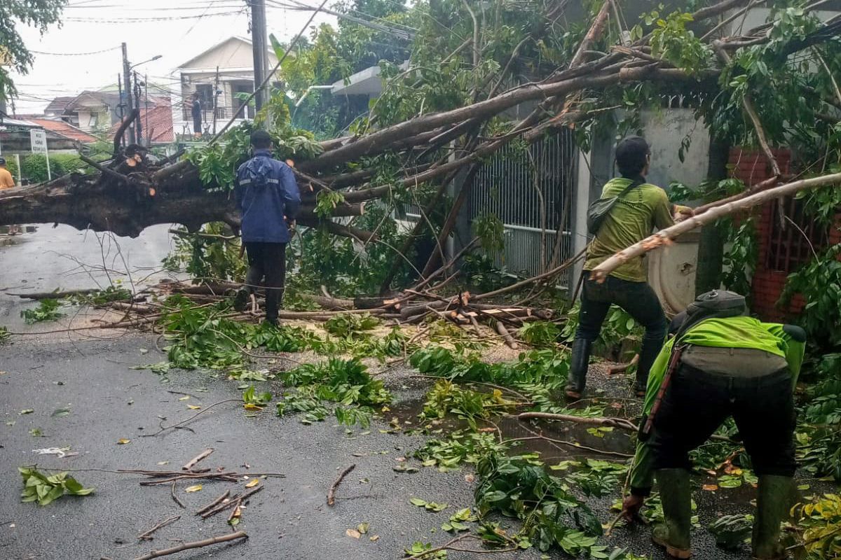 Pasukan Pertamanan Kecamatan Jatinegara Tangani Pohon Tumbang di Cipinang Cempedak