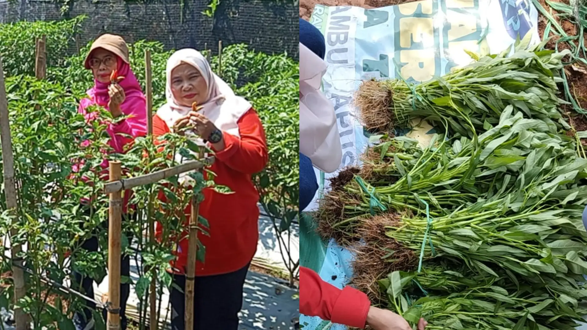 Pokja 3 Kelurahan Bambu Apus Panen 91,5 Kg Hasil Urban Farming