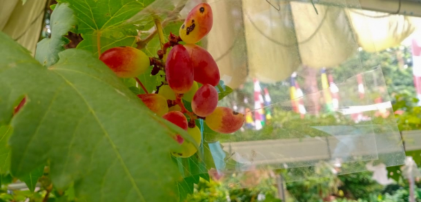 Kantor Kelurahan Ciracas Siap Panen Budidaya Anggur